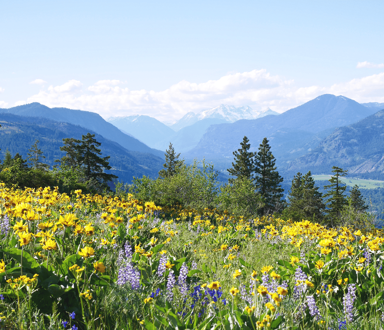 A field of wildflowers with yellow, purple, and blue colors, with a mountain range in the background. AI generated content