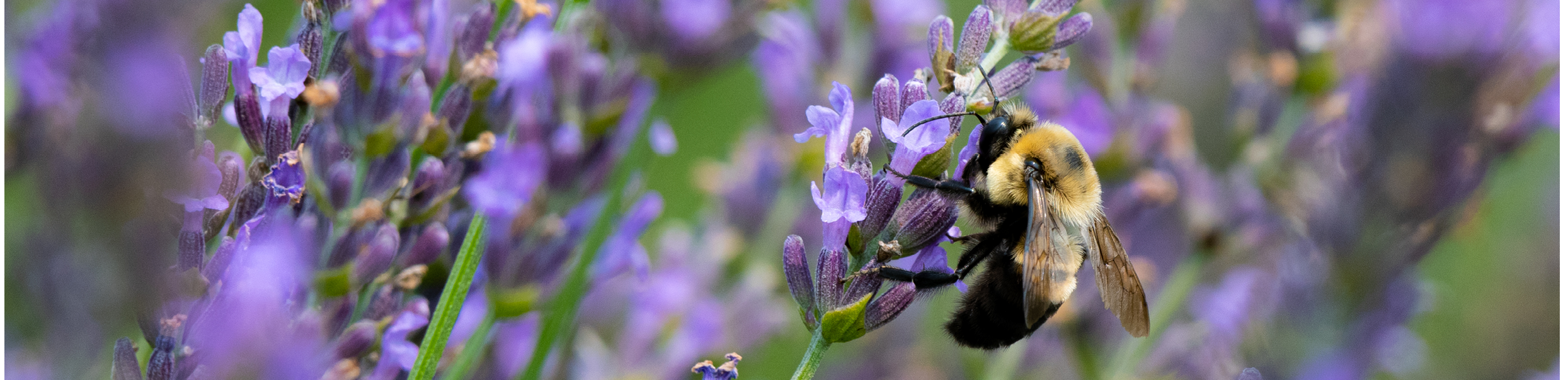 A bee is feeding on a lavender plant, surrounded by purple flowers. AI generated content