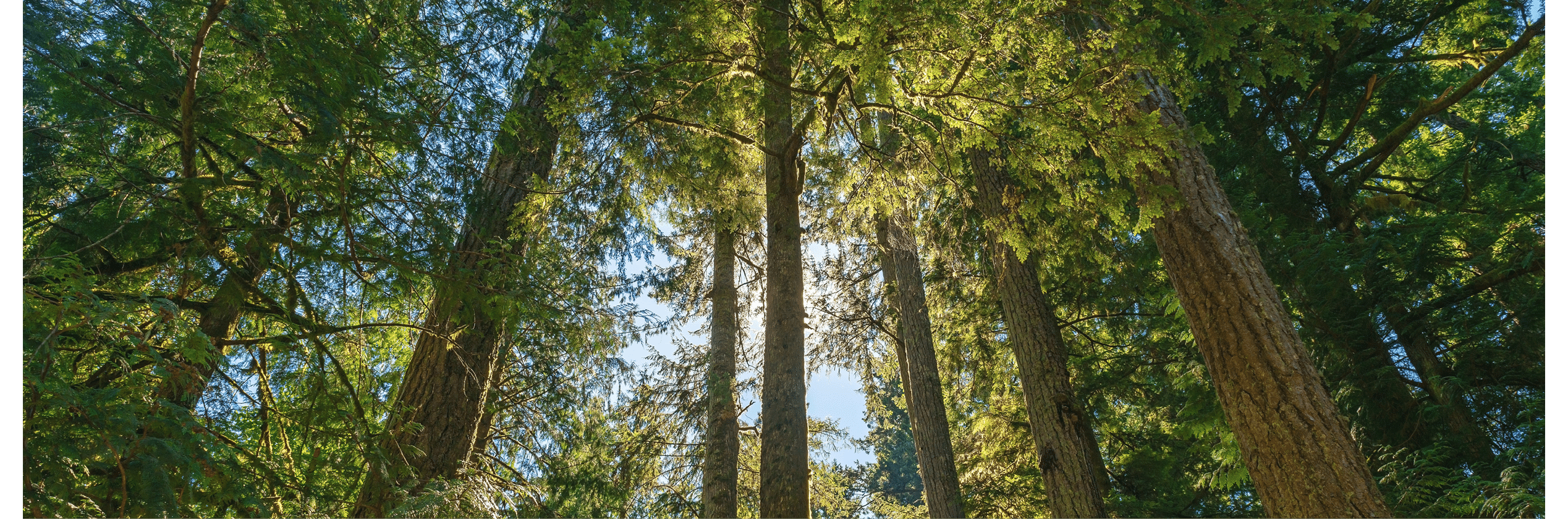 A group of trees with sunlight shining through the branches. AI generated content