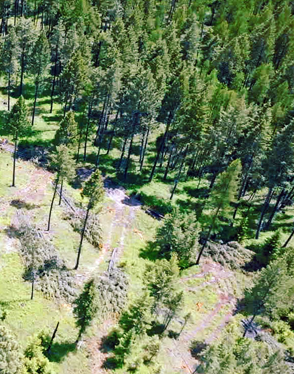 A large, lush green field with many trees. Description generated by AI