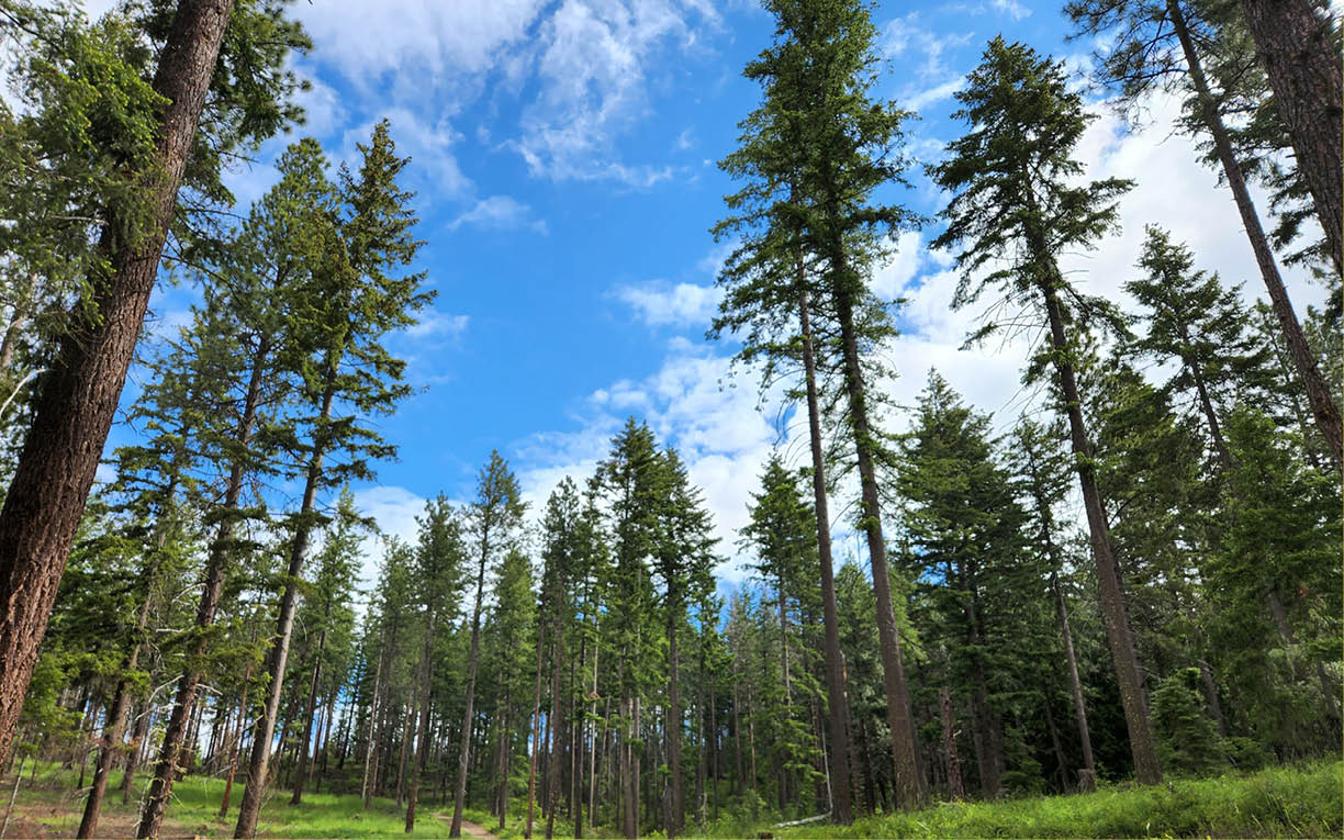 A forest with many trees and a blue sky. Description generated by AI