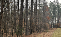 A forest with many trees and a dirt path. AI generated content