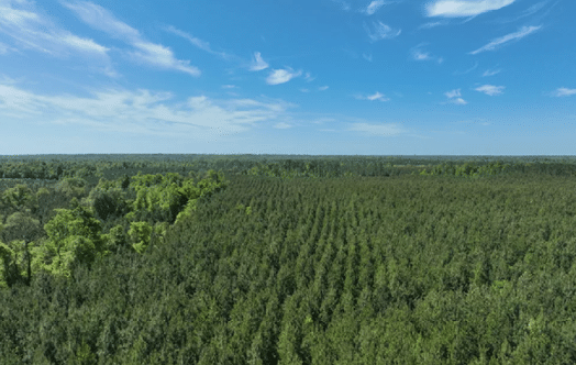 A large, lush green forest with many trees. AI generated content