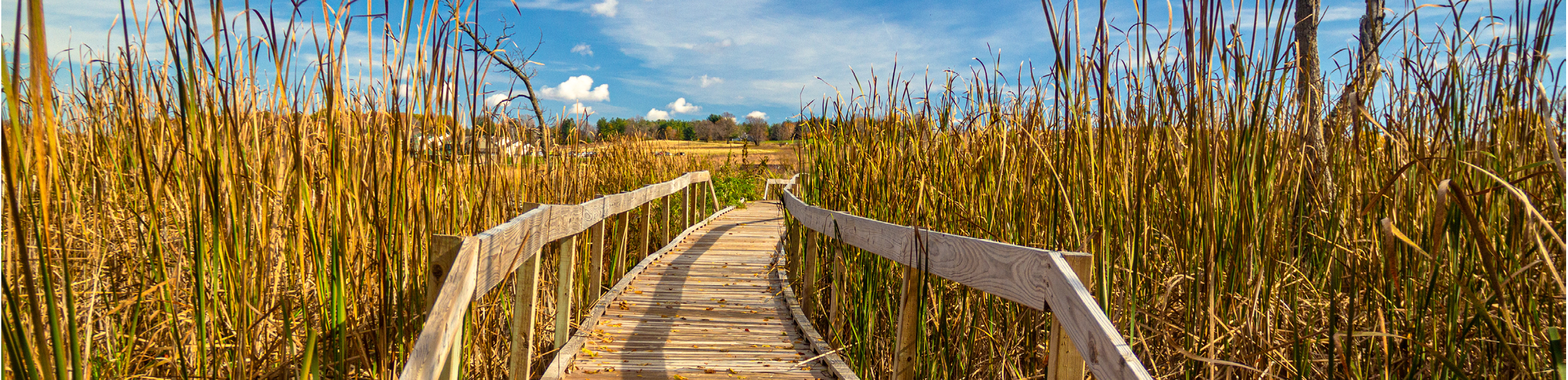 A wooden bridge over a field of tall grass. AI generated content
