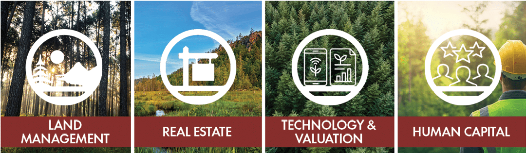 Four images of different subjects are displayed, including a picture of a forest, a picture of a house, a picture of a person, and a picture of a tree. AI generated content