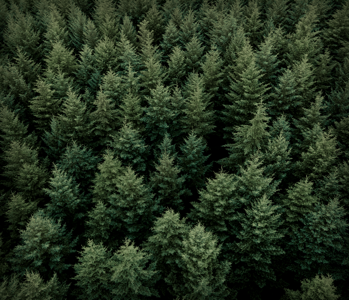 A dense forest of trees with green leaves. AI generated content